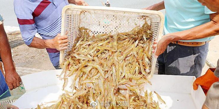 澳门永利赌城/山东滨州北海“盐田虾”进入捕捞季，捕捞将一直持续到十月底
